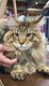Maine-coon proposé pour Saillie 🐈