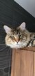 Maine-coon proposé pour Saillie 🐈
