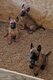 Chiots Berger Malinois