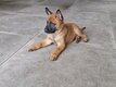 Chiots Berger Malinois