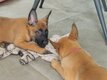 Chiots Berger Malinois