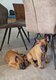 Chiots Berger Malinois