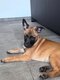 Chiots Berger Malinois