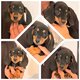 Magnifiques chiots teckel nains femelles dispo de...