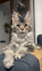 Chatonne maine coon avec pedigré disponible de...
