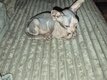 Sphynx