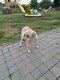 Labrador