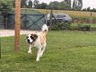Saint Bernard