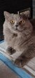 Male british longhair Blue disponible pour...