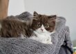 British longhair