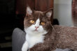 British shorthair