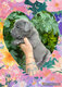 Chiot américain Bully