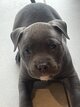 Chiot américain Bully