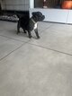 Chiot américain Bully