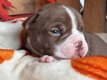Chiot américain Bully