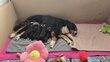 Chiots Bouvier bernois