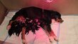 Chiots Bouvier bernois