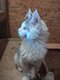 Chatons maine coon  les yeux bleus