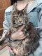 Chatons maine coon  les yeux bleus