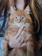 Chatons maine coon  les yeux bleus