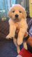 Chiots Golden Retriever