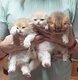 Chatons British Longhair