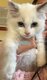 Superbes femelles Ragdolls disponibles