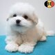 Adorables chiots Bichon Maltais à vendre