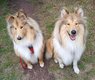 2 chiots colley sable disponibles de suite