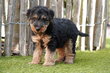 Magnifiques chiots Welsh Terrier, avec pedigree