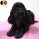 Magnifiques chiot Cocker Anglais, noir - noir&feu...