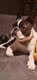 Chiots boston terrier à venir   pedigree losh