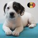 Très beaux chiots Jack Russell à vendre
