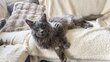 Maine Coon à replacer