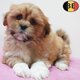 Lhassa Apso, adorables chiots à vendre