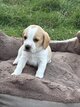 Magnifique chiots beagle bicolore et tricolore