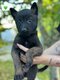8 magnifiques chiots Berger Belge Malinois à...