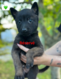 8 magnifiques chiots Berger Belge Malinois à...