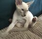 Chaton siamois lilac point