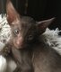 Chaton havana