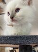 Magnifiques chatons Ragdoll seal point/blue point...