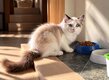 Ragdoll Blue Point Mitted   Dernier chaton