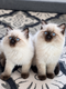 Ragdoll Blue Point Mitted   Dernier chaton