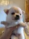 Pomchi's a réserver