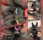 Dernier chiot mâle à réserver