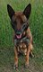 Berger malinois à donner