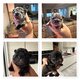 Chiot bouledogue français