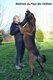 Chiots Malinois gros gabarit, foncés