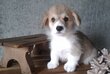 Welsh corgi pembroke