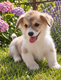 Welsh corgi pembroke